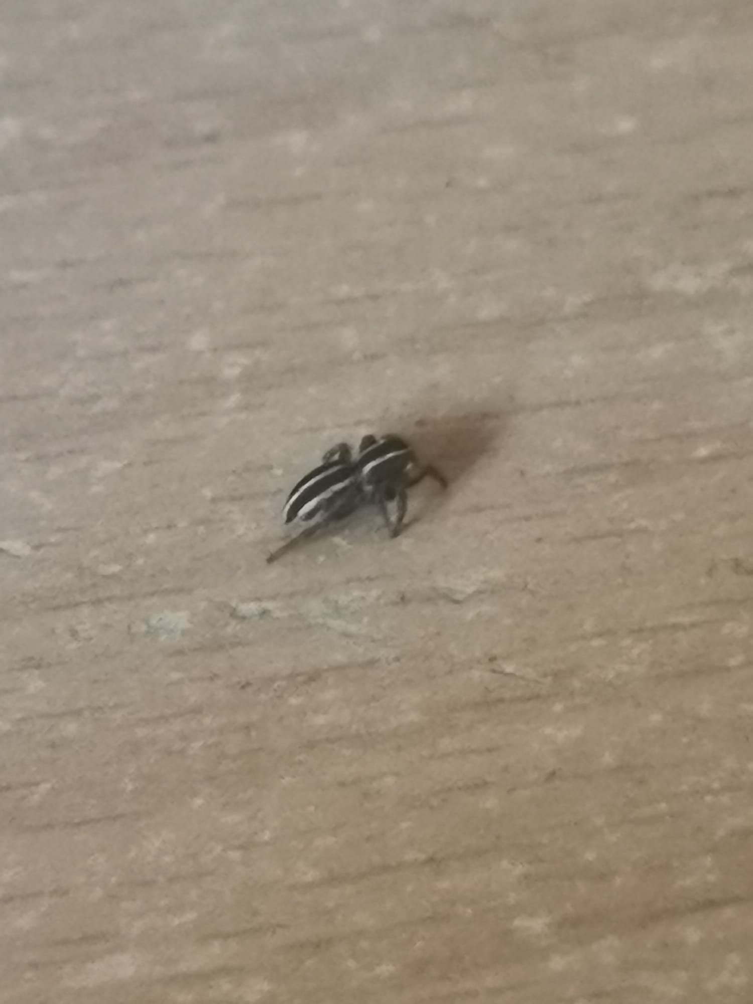 Identificazione Salticidae